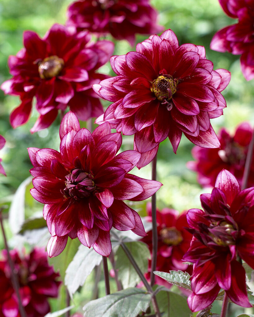 Dahlia Border Darkarin 1-pakning